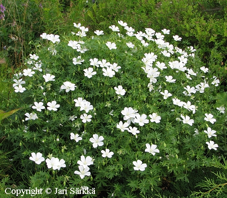 Geranium sanguineum 'Album', verikurjenpolvi